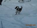 Cocker spaniel Mie