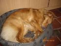 Nova scotia duck tolling retriever Mikkel
