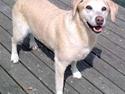 Labrador retriever Malou  R.I.P. 7-10-10