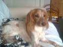 Welsh springer spaniel mollie
