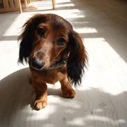 Dværggravhund Mille