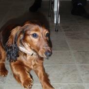 Dværggravhund Mille