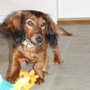 Dværggravhund Mille