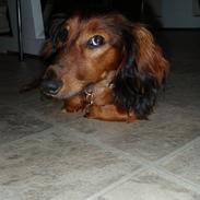 Dværggravhund Mille