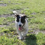 Blanding af racer Fie-mor