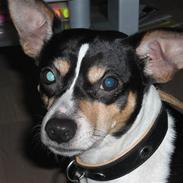 Dansk svensk gaardhund Eddie