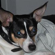 Dansk svensk gaardhund Eddie