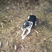 Blanding af racer Gizmo