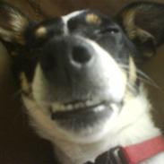 Blanding af racer Gizmo