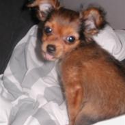Russisk toy terrier CoCo