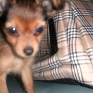 Russisk toy terrier CoCo