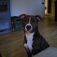 Amerikansk bulldog Cosmo