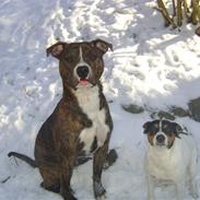 Amerikansk bulldog Cosmo