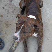 Amerikansk bulldog Cosmo