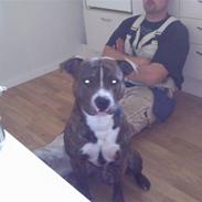 Amerikansk bulldog Cosmo