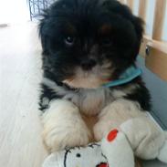 Lhasa apso Coda