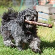 Lhasa apso Molly