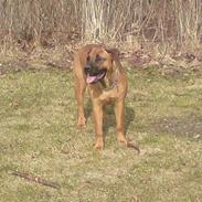 Dogo canario Malou <3