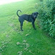 Blanding af racer basse