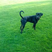 Blanding af racer basse