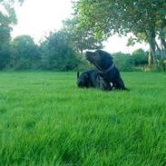 Blanding af racer basse