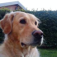 Golden retriever malou