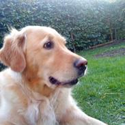 Golden retriever malou