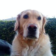 Golden retriever malou