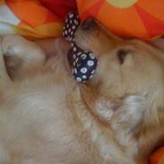 Golden retriever malou