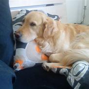 Golden retriever malou