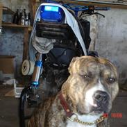 Amerikansk staffordshire terrier Baloo