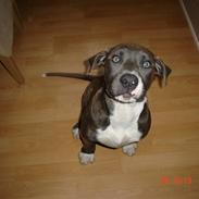 Amerikansk staffordshire terrier Baloo