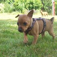 Dvaergpinscher Keira