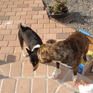 Amerikansk staffordshire terrier Baloo