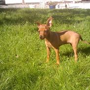 Dvaergpinscher Keira
