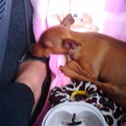 Dvaergpinscher Keira