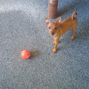 Dvaergpinscher Keira