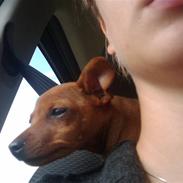 Dvaergpinscher Keira