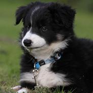 Border collie Joey