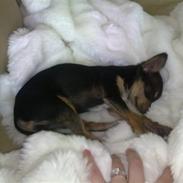 Russisk toy terrier Pixie