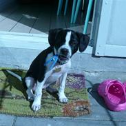 Blanding af racer Anton