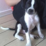 Blanding af racer Anton