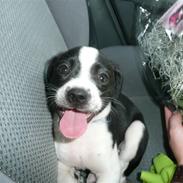 Blanding af racer Anton