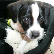 Blanding af racer Anton