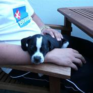 Blanding af racer Anton