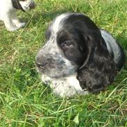 Cocker spaniel Batman