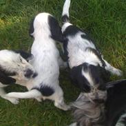 Cocker spaniel Batman