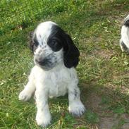 Cocker spaniel Batman