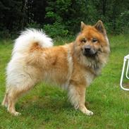 Eurasier Louis