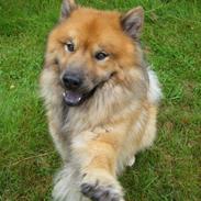 Eurasier Louis